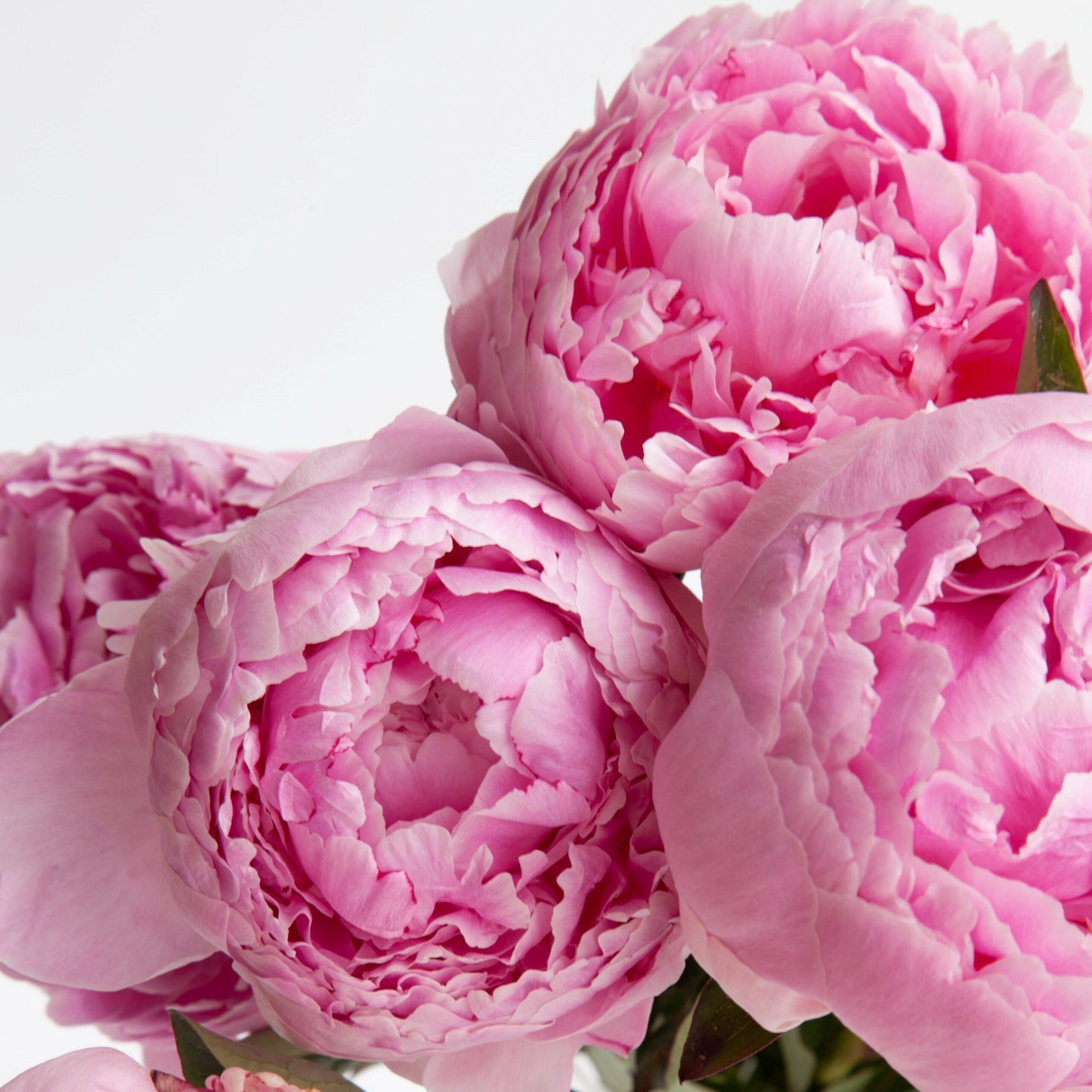 Bella Luce Candle Fragrance - Pink Peony