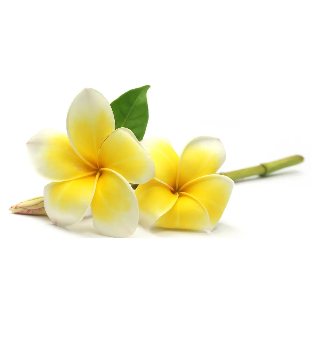 Bella Luce Candle Fragrance - Wild Frangipani
